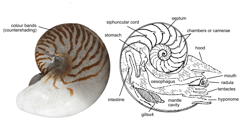 Nautilus