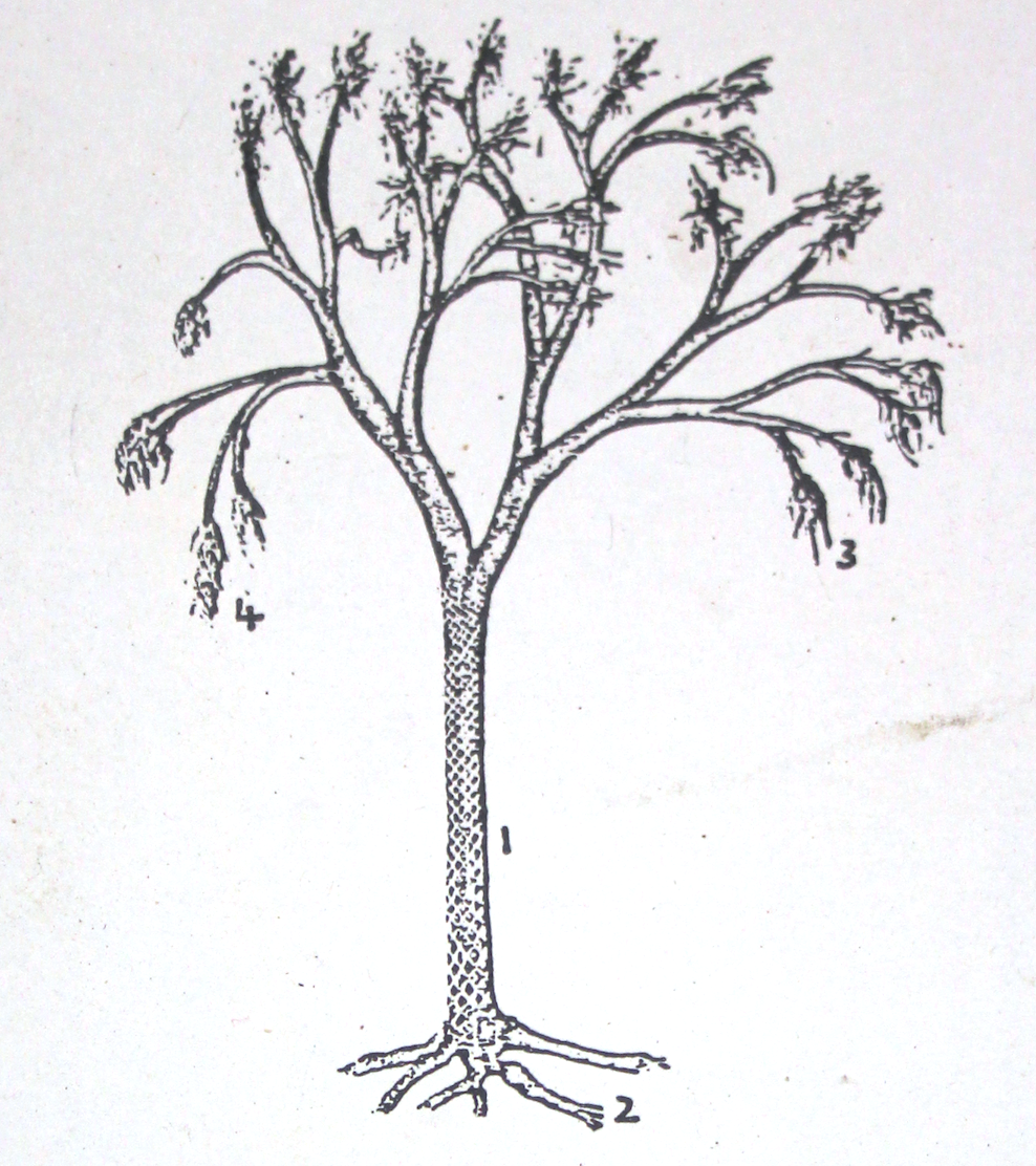 Lepidodendron_drawing