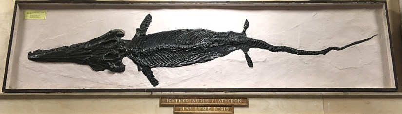 ichtyosaur