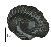 Encrinurus_punctatus_black_scale