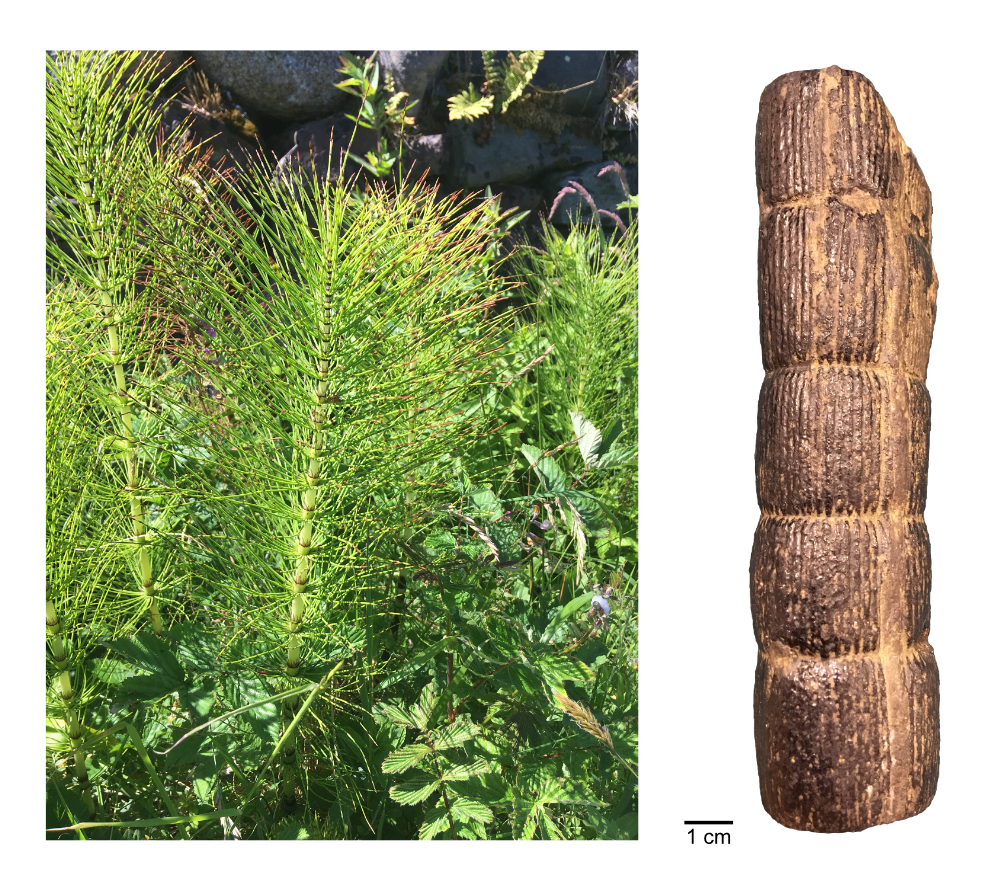 Calamites_horsetail