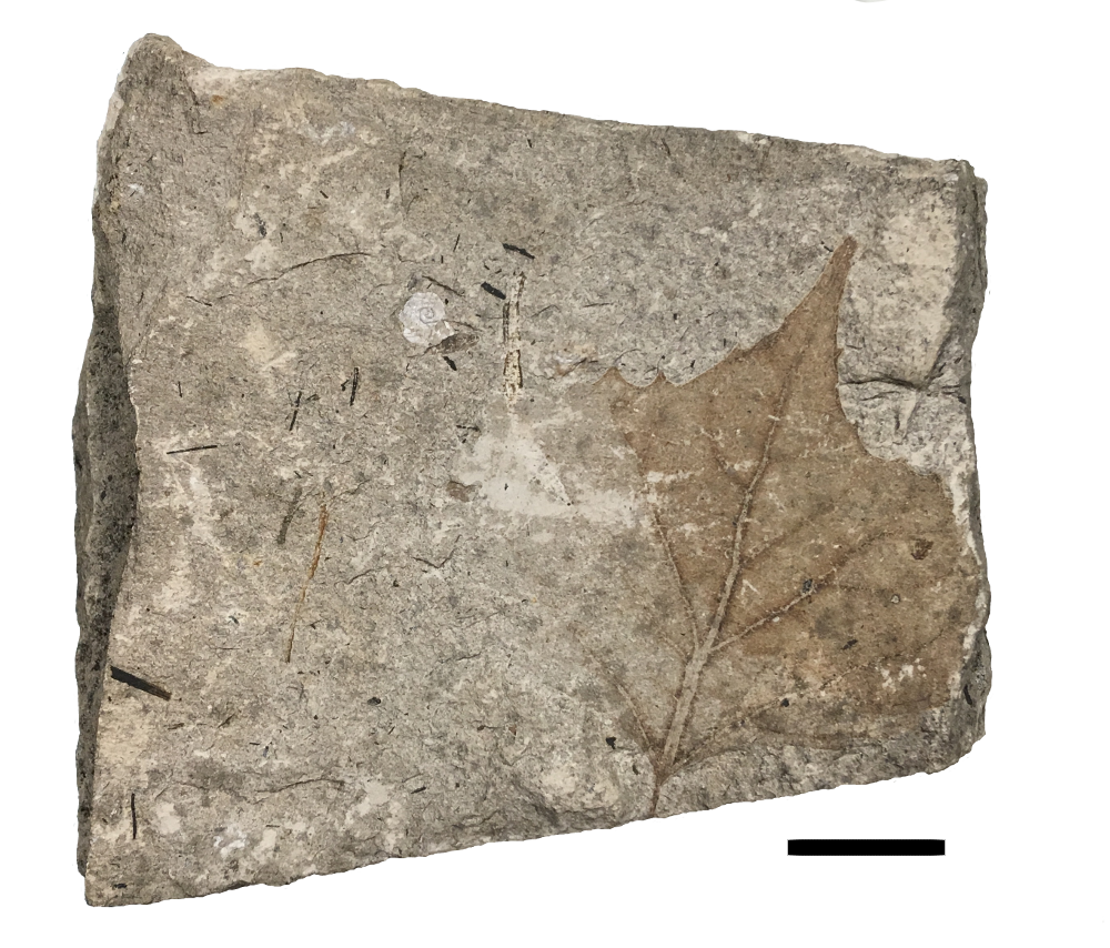 Maple leaf, Cenozoic.