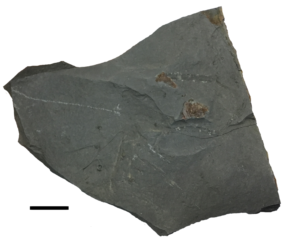 Sedimentary Rocks – Geological Museum – Trinity College Dublin, image size:1000x839