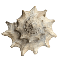 Athleta_lucator_small_circle