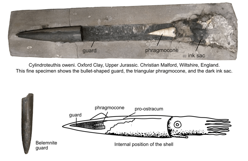 belemnite_all_small