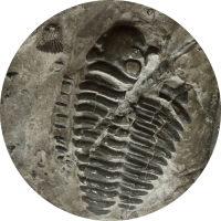 Calymene_blumenbachii_circle