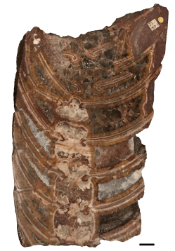 Rayonoceras_black_scale