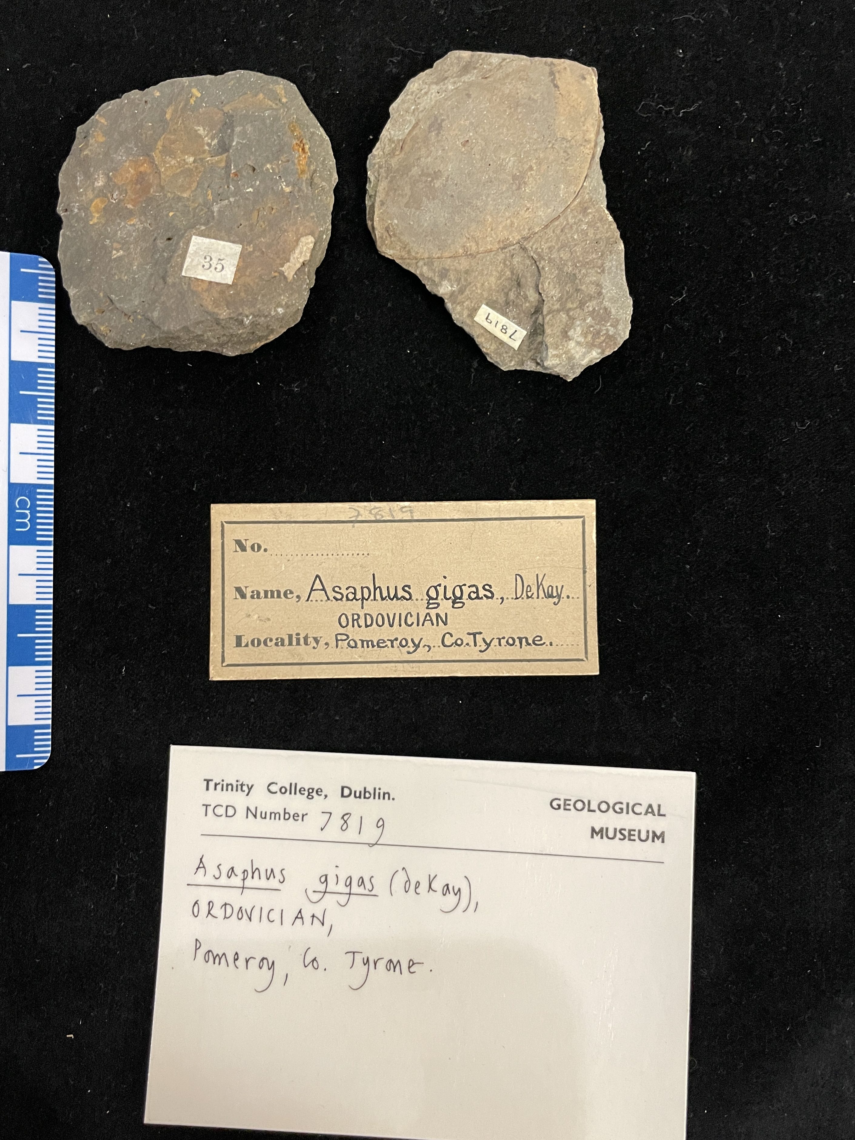 Fossil specimen TCD7819 Asaphus gigas trilobite